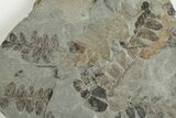 4" Pennsylvanian Fossil Fern (Neuropteris) Plate - Kentucky - #201631-1